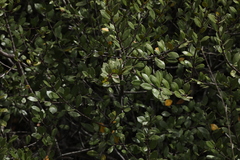 Rhamnus insula