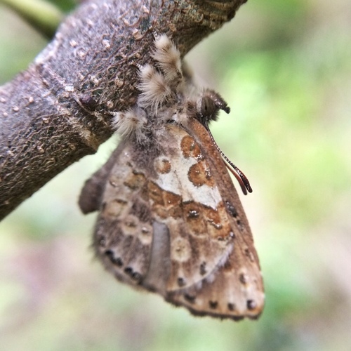 Common Woolly Legs