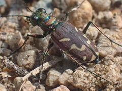 Cicindela tranquebarica vibex