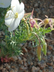 Oenothera speciosa