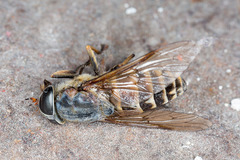 Tabanus sudeticus
