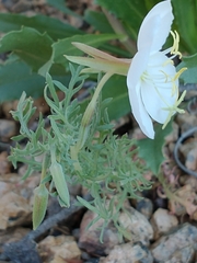 Oenothera speciosa