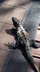 Ctenosaura oedirhina