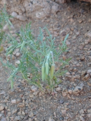 Oenothera speciosa