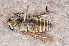 Tabanus sudeticus