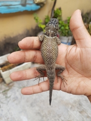 Sceloporus serrifer