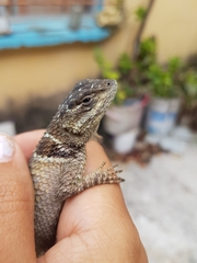 Sceloporus serrifer