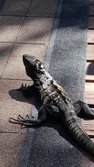 Ctenosaura oedirhina