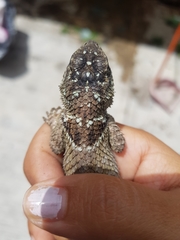 Sceloporus serrifer