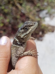 Sceloporus serrifer