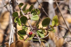 Rhamnus insula