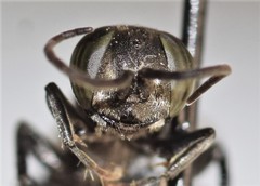 Tachysphex pechumani