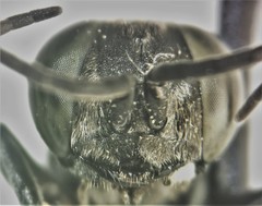 Tachysphex pechumani