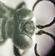 Tachysphex pechumani