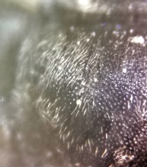 Tachysphex pechumani