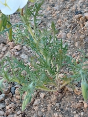 Oenothera speciosa