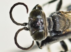 Tachysphex pechumani