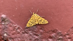 Conogethes punctiferalis