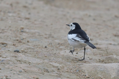Motacilla alba