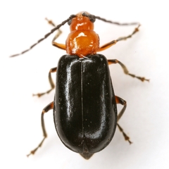 Phyllecthris dorsalis