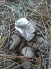 Fungi