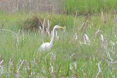 Ardea alba