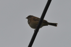 Emberiza fucata