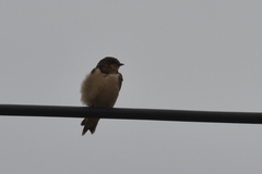 Hirundo rustica