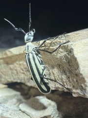 Epicauta atrivittata