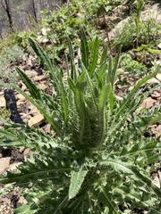 Cirsium hookerianum