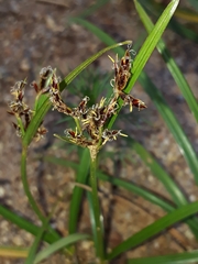 Cyperus rotundus rotundus