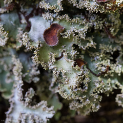 Pseudocyphellaria glabra