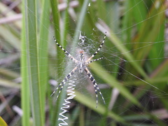 Argiope aurantia image