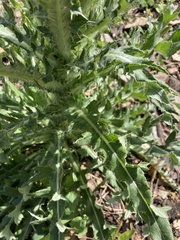 Cirsium hookerianum