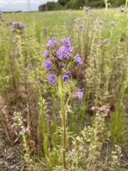 Phacelia franklinii
