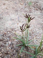 Cyperus rotundus rotundus