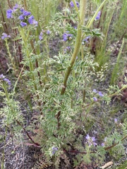 Phacelia franklinii