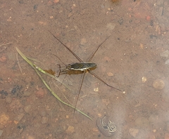 Limnogonus pectoralis