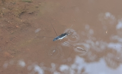 Limnogonus pectoralis