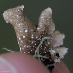 Pseudocyphellaria glabra