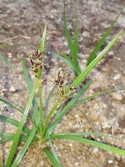 Cyperus rotundus rotundus