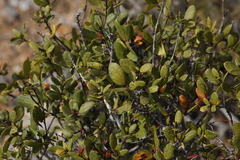Berberis claireae