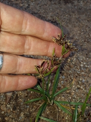 Cyperus rotundus rotundus