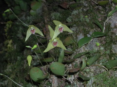 Bulbophyllum drymoglossum
