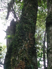 Bulbophyllum drymoglossum
