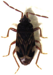Tomocoris ornatus