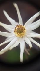 Knowltonia anemonoides