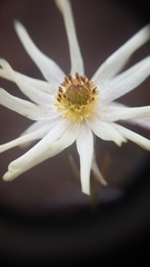 Knowltonia anemonoides