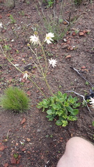 Knowltonia anemonoides