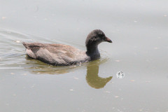 Gallinula galeata